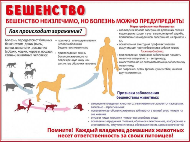 О профилактике бешенства. О профилактике бешенства.