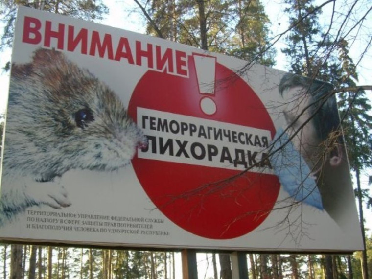 Геморрагическая лихорадка с почечным синдромом: источник инфекции, симптомы, профилактика. Геморрагическая лихорадка с почечным синдромом: источник инфекции, симптомы, профилактика.